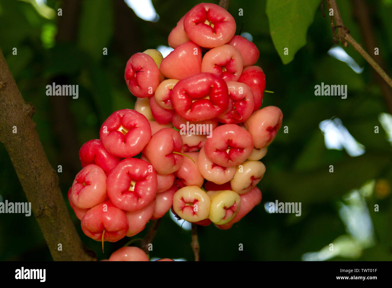 Rose Apple oder Jambu Wachs apple in China Stockfoto