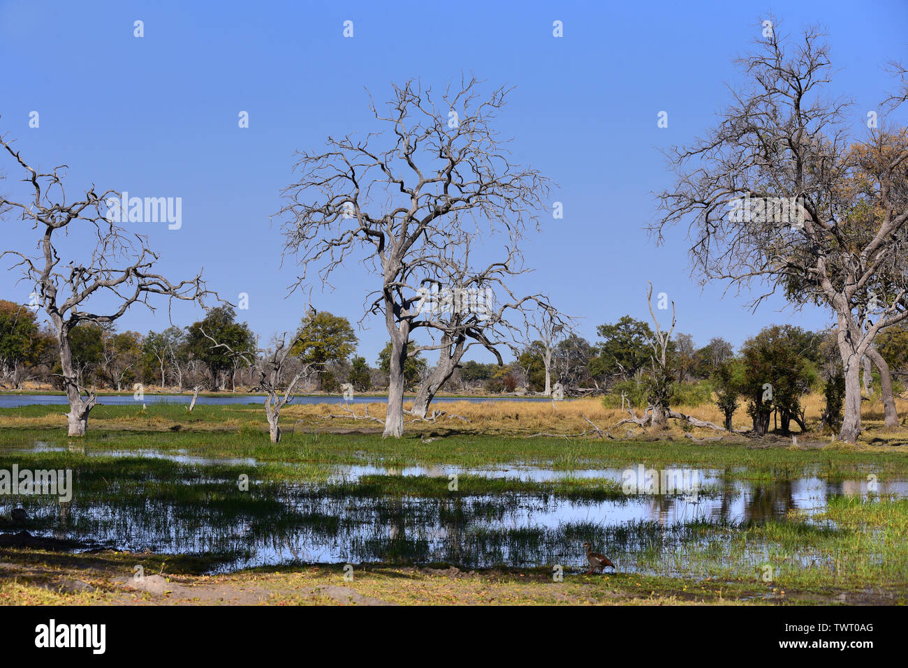 Landschaft von Moremi Game Reserve mit toten Bäumen und überschwemmten Feuchtgebiet. Okavango Delta, Botswana, Südafrika Stockfoto