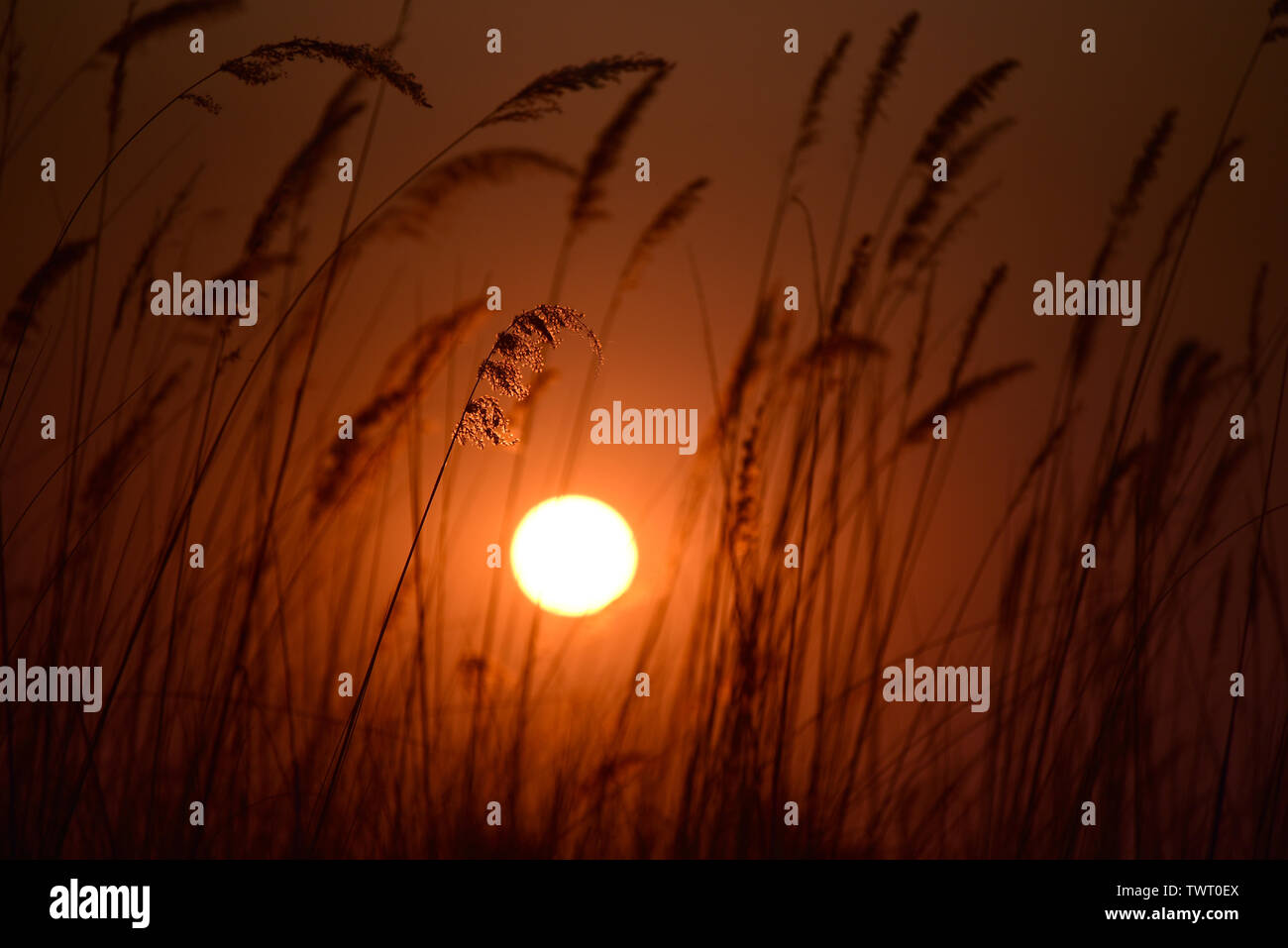 Moremi Sonnenuntergang. Moremi Game Reserve, Okavango Delta, Botswana Stockfoto