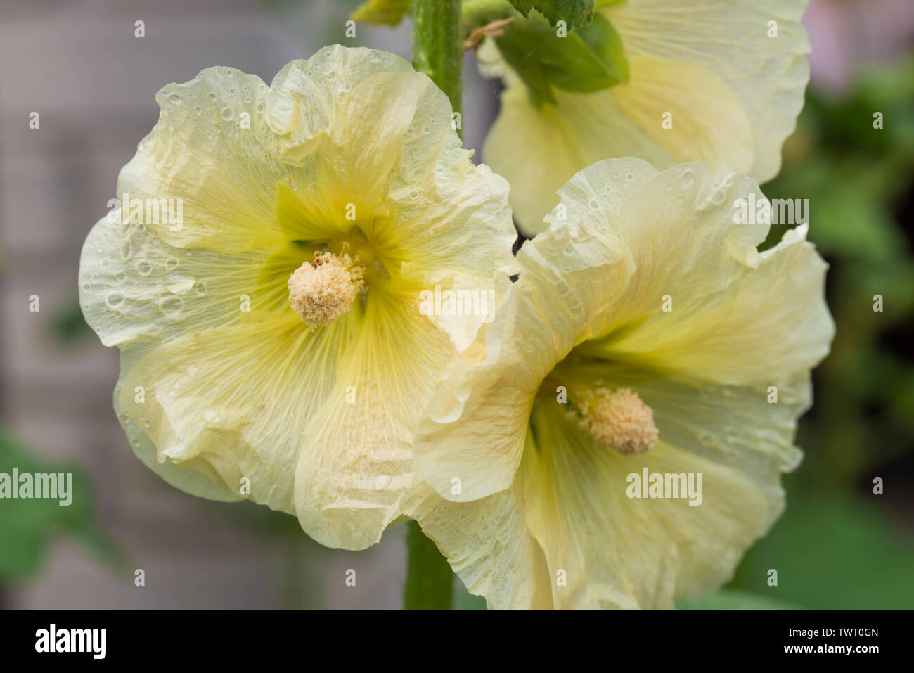 Gelbe Farbe alcea, Malve Blumen closeup Stockfoto