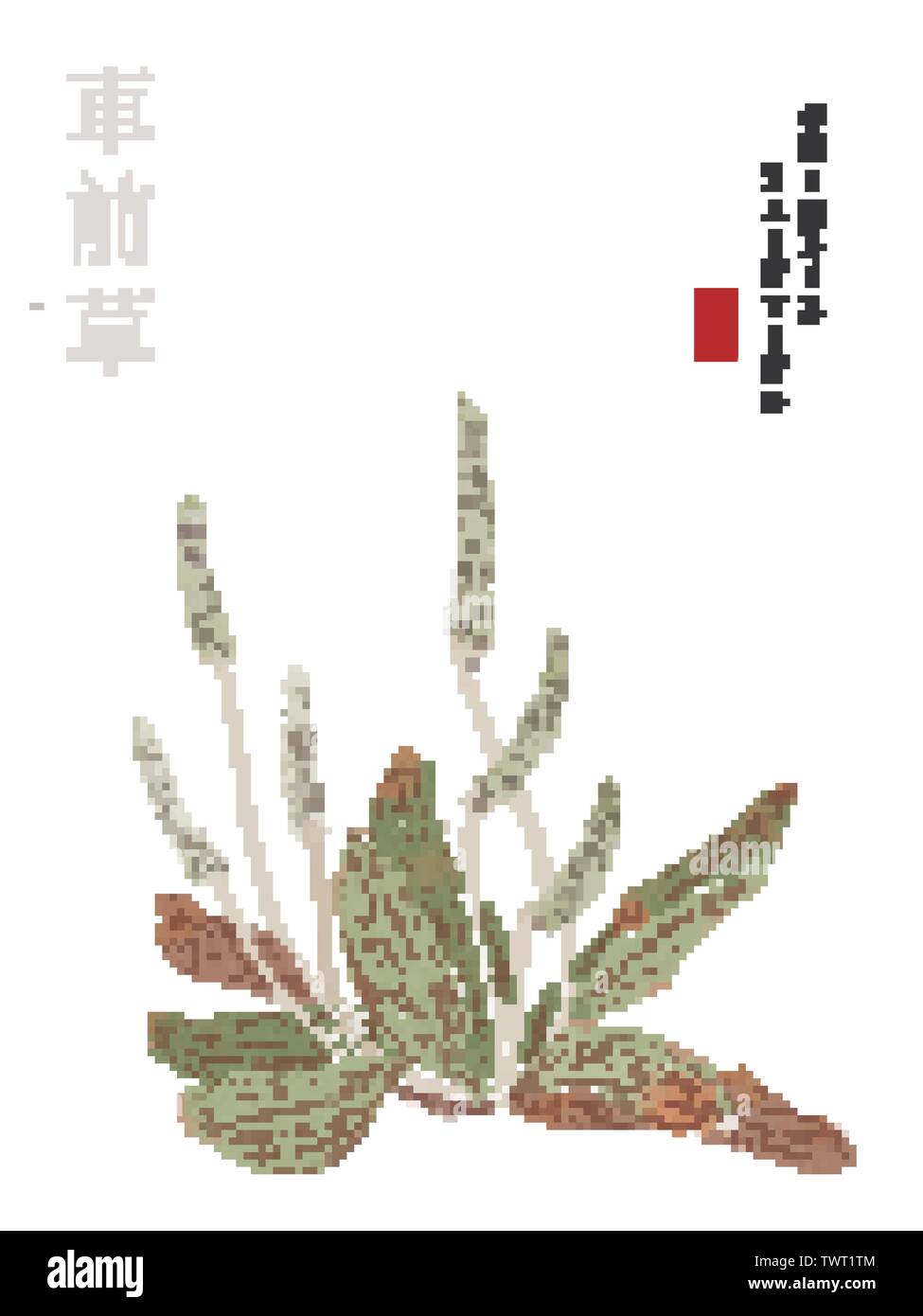 Aquarell Chinesische Tinte Farbe Art illustration Natur Pflanze aus dem Buch der Lieder Dooryard Unkraut. Übersetzung für das chinesische Wort: Pflanze und Dooryard Stock Vektor
