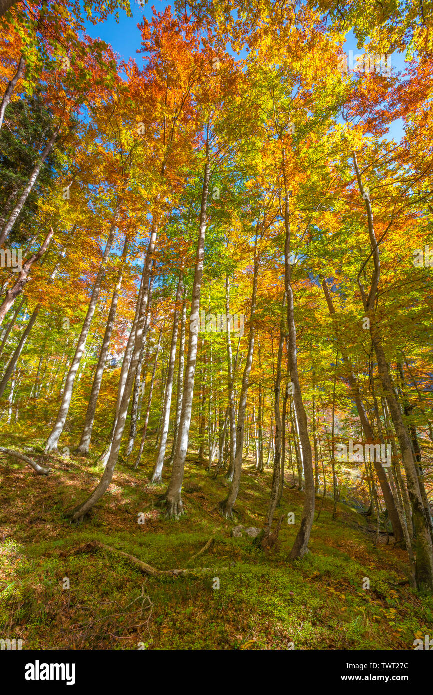 Bunten Baumkronen im Herbst, der Jahreszeit ändern in den Wäldern Sloweniens. Herbst Vegetation mit hohen weißen Rinde Bäume und goldene Blätter. Stockfoto