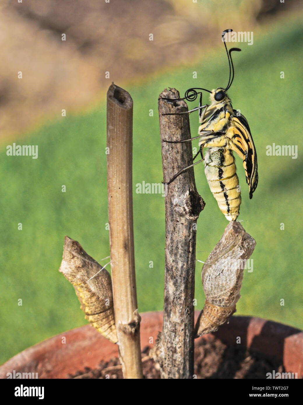 Eine Nahaufnahme Profil eines schwarzen und gelben Schwalbenschwanz Schmetterling aus der Puppe auf dem Hintergrund unscharf Gras und Erde Stockfoto