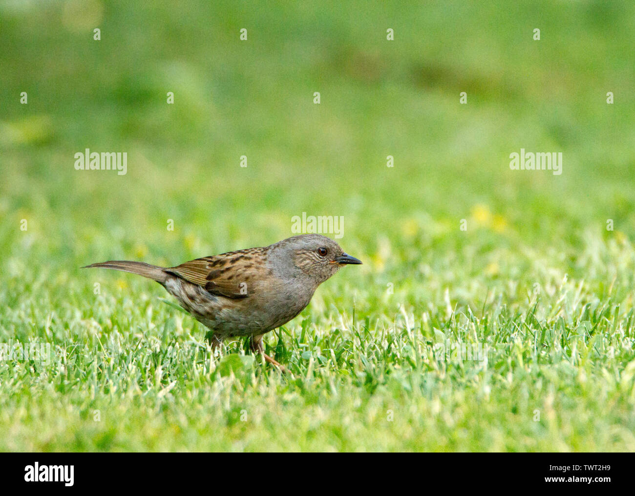 Dunnock, Wildnis, wilden Vogel in einem britischen Garten im Frühjahr, Stockfoto