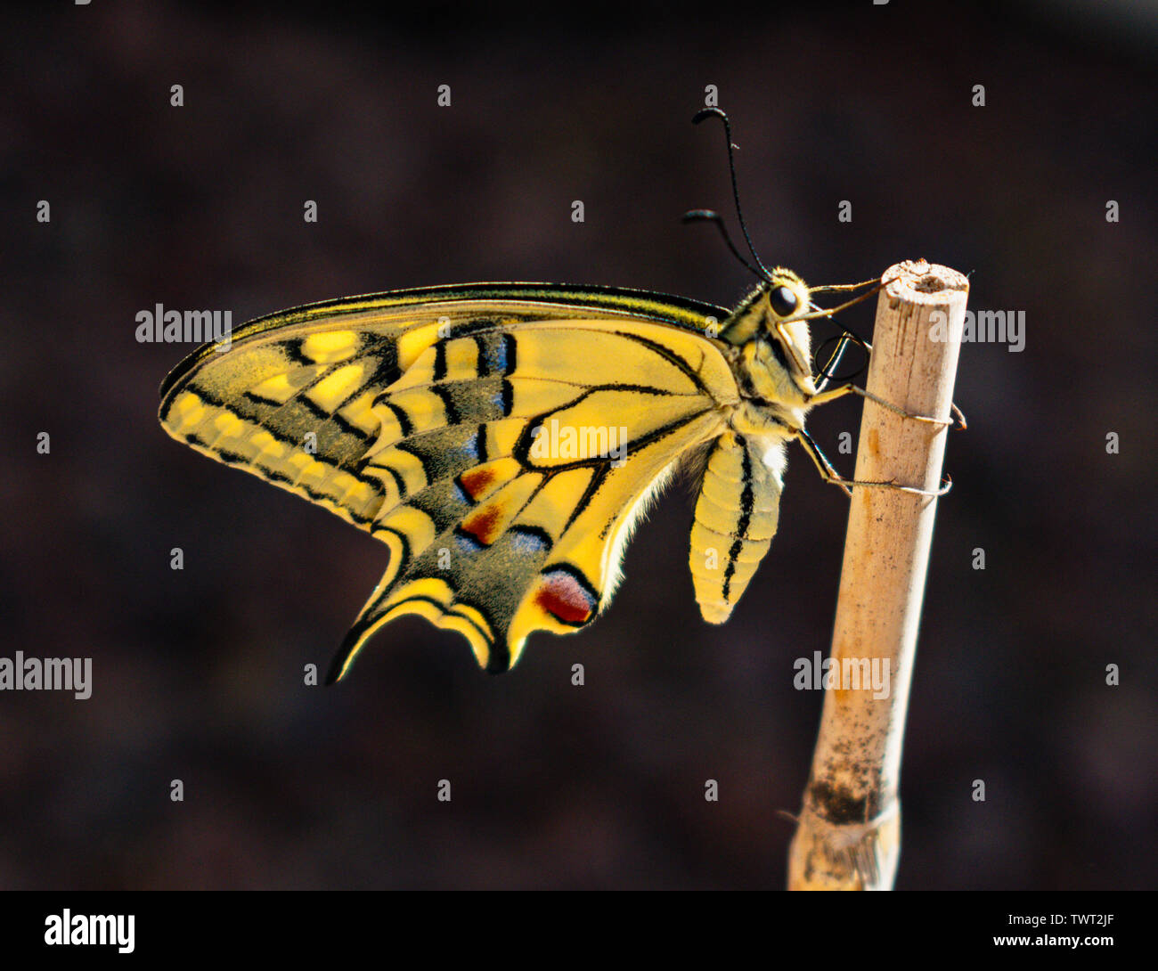 Hintergrundbeleuchtung Profil einer neu entstandenen gelben Schwalbenschwanz Schmetterling mit einem Bambusstock auf einem dunkelgrauen Hintergrund festhalten Stockfoto