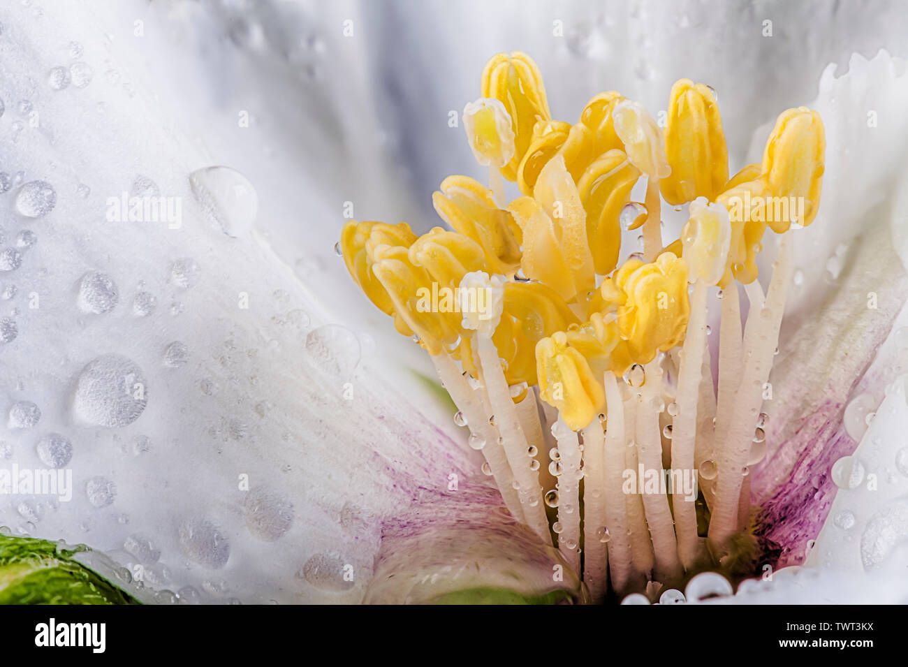 Cornus alba 'Sibirica Blume Nahaufnahme Makro mit Morgen Wasser tropfen. Gelbe Blütenstaub Staubblatt in Weiß Blütenblatt Blüte in der Natur Stockfoto