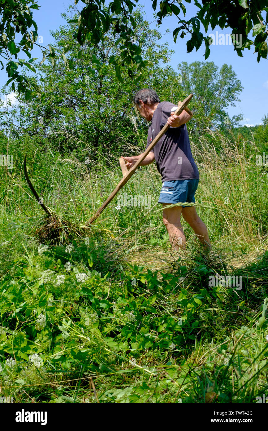 Mann mit einem traditionellen hölzernen behandelt Scythe manuell unten lang Gras und Unkraut in einem ländlichen Garten zala Ungarn schneiden Stockfoto