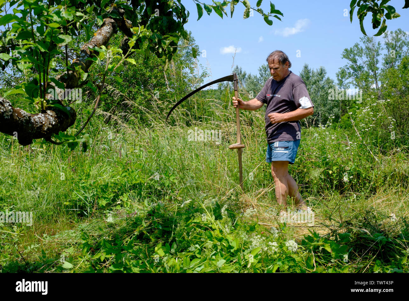 Mann mit einem traditionellen hölzernen behandelt Scythe manuell unten lang Gras und Unkraut in einem ländlichen Garten zala Ungarn schneiden Stockfoto