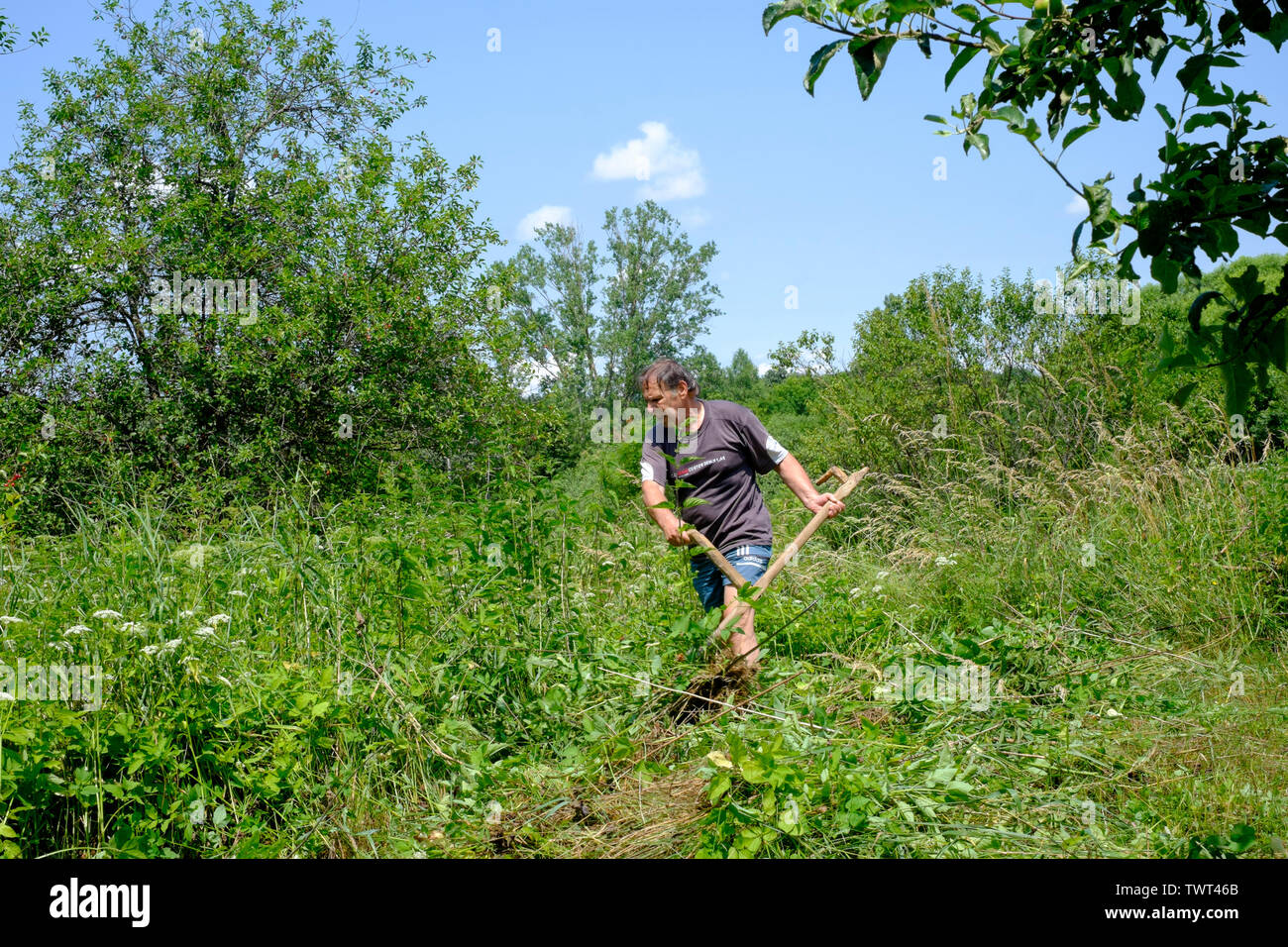 Mann mit einem traditionellen hölzernen behandelt Scythe manuell unten lang Gras und Unkraut in einem ländlichen Garten zala Ungarn schneiden Stockfoto