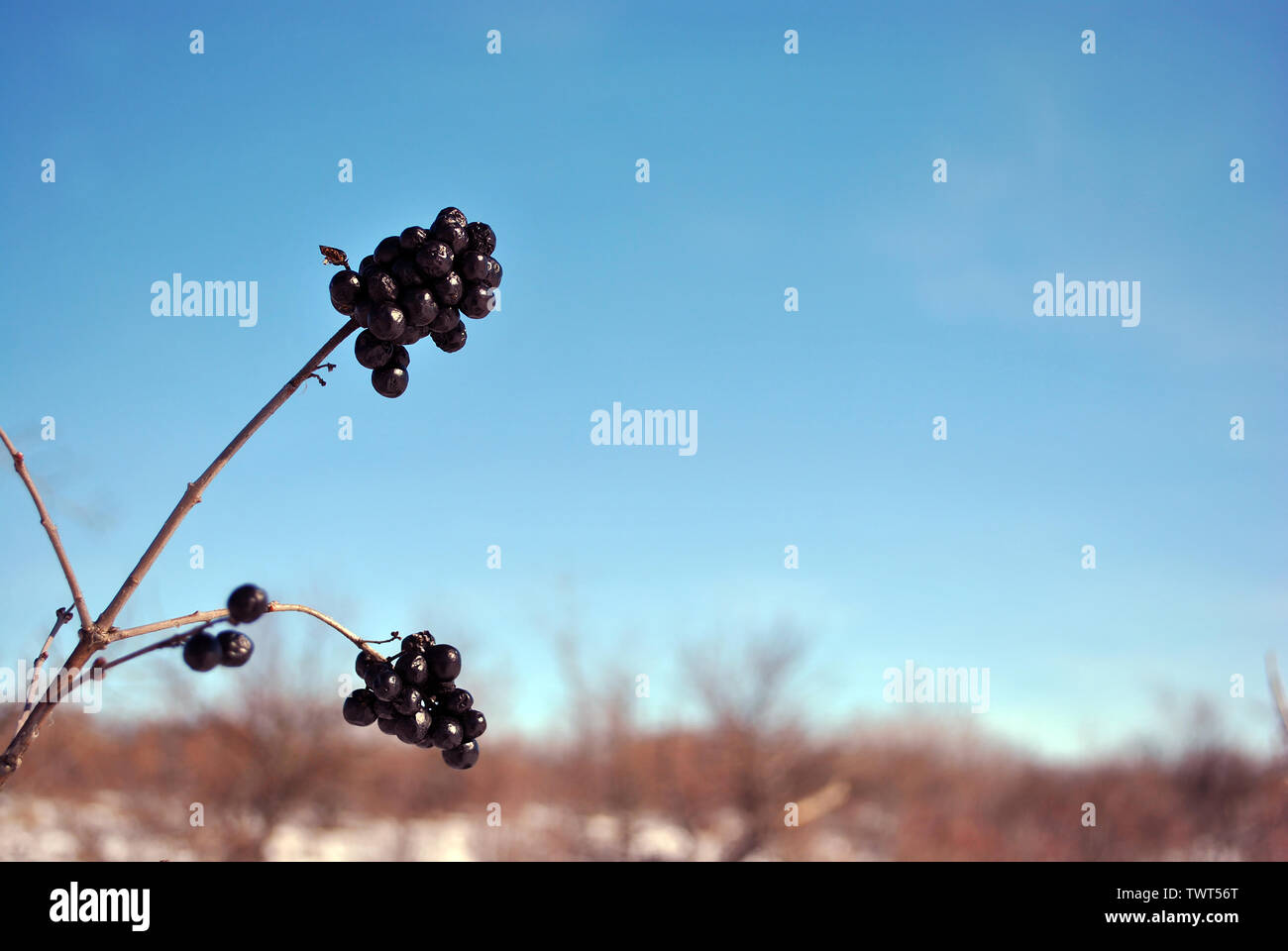 Die Zweige des Busches Liguster (Ligustrum Vulgare) mit schwarzen Beeren,  mit Schnee bedeckt Stockfotografie - Alamy
