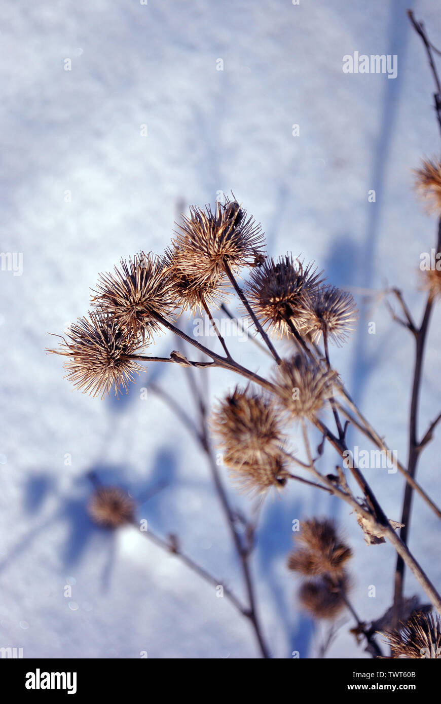 Arctium lappa (Asperula odorata, Gobo, essbare Klette, Lappa, Tasten Beggar's, dornige Burr, happy Major) trockene Blumen auf weißem Schnee Hintergrund unscharf Stockfoto