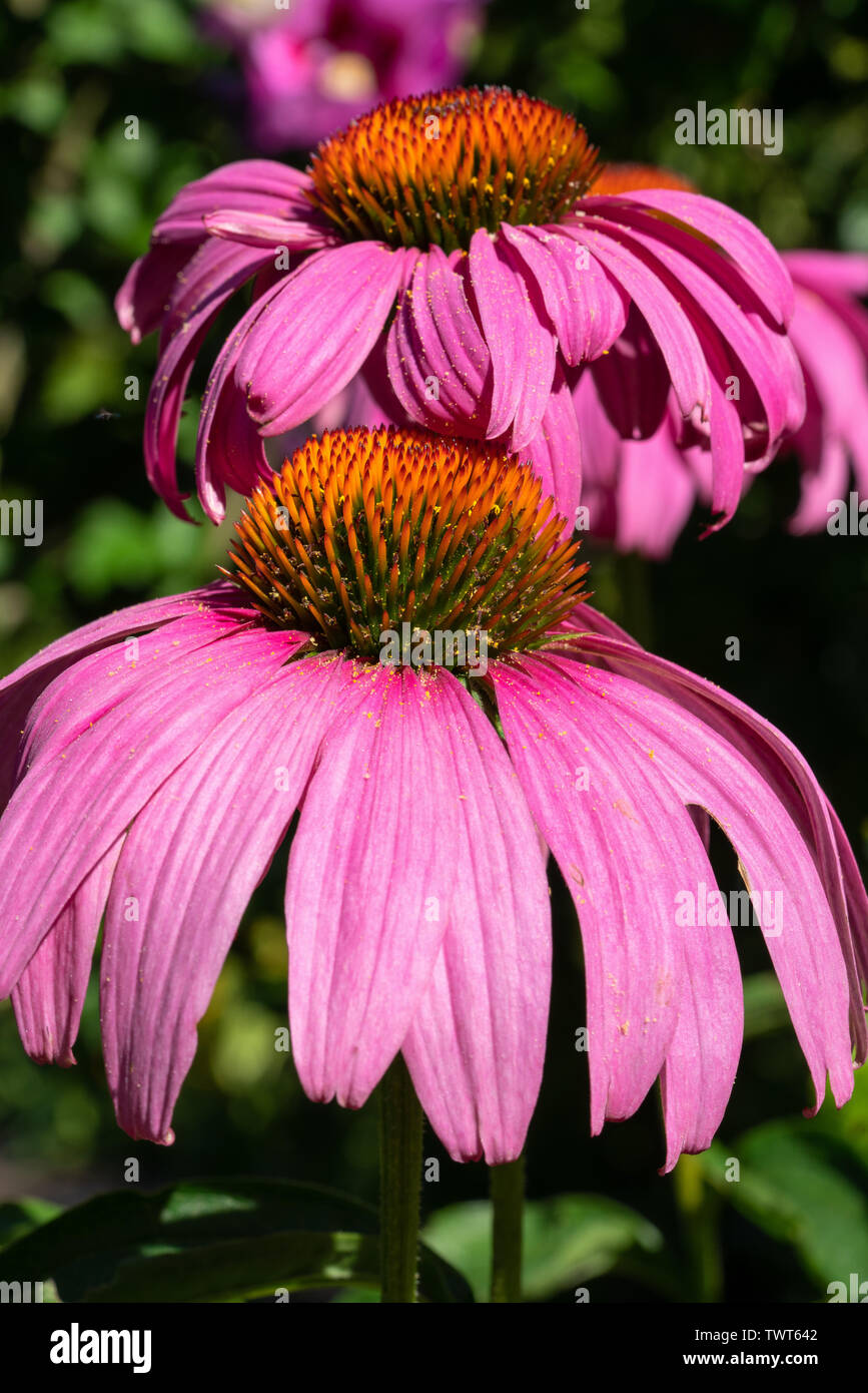 Sonnenhut (Echinacea Purpurea), Blumen des Sommers Stockfoto