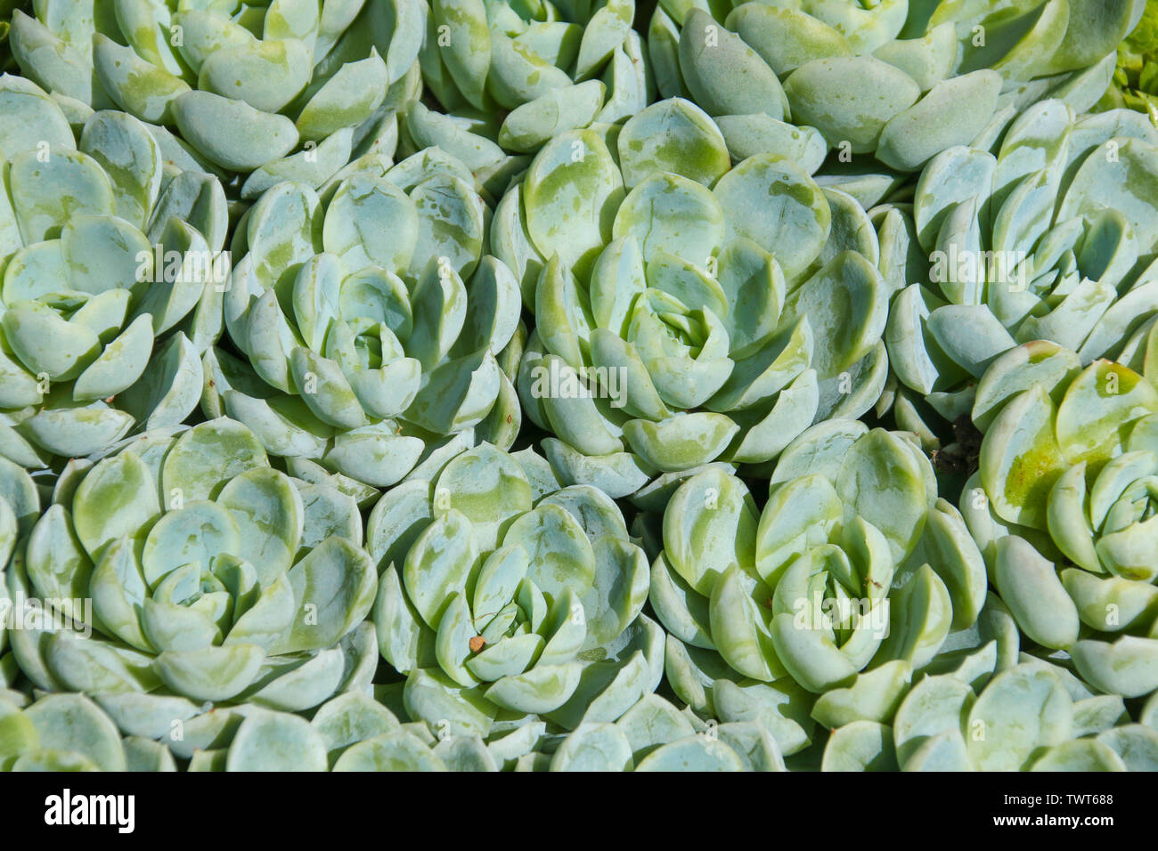 Nahaufnahme Detail in sukkulenten Pflanzen mit natürlichen Spirale detail Stockfoto