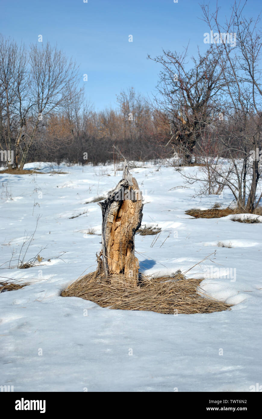 Apple tree verbrannt stumpf auf verschneiten Wiese mit Büschen, Winterlandschaft, blauer Himmel Stockfoto