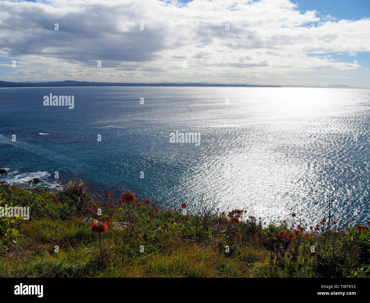 Blick auf die Landzunge, leuchtender blauer Pazifik, hübsches rotes blühendes Unkraut, grüne Vegetation auf einem Hügel, in der Nähe der Küstenstadt Forster NSW Australien Stockfoto