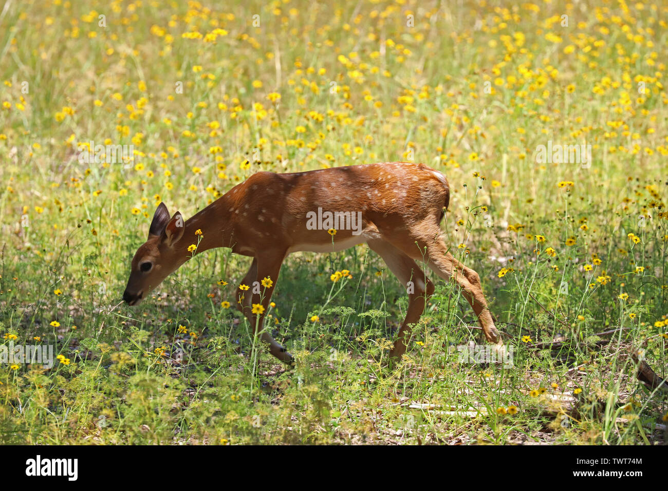 Junge white tailed deer fawn Beweidung im Gras Stockfoto