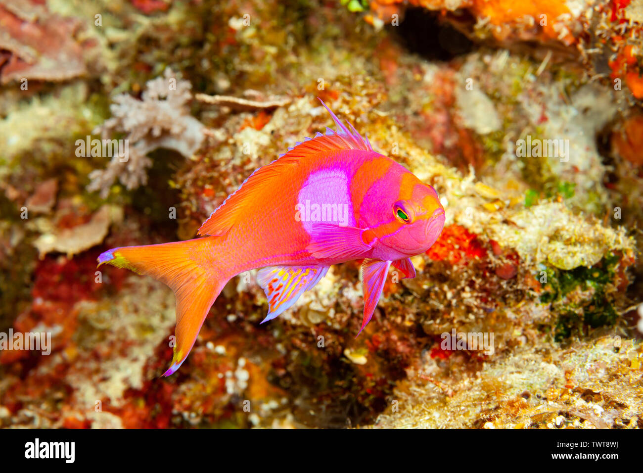 Pseudanthias pleurotaenia detail Fotos und Bildmaterial in hoher