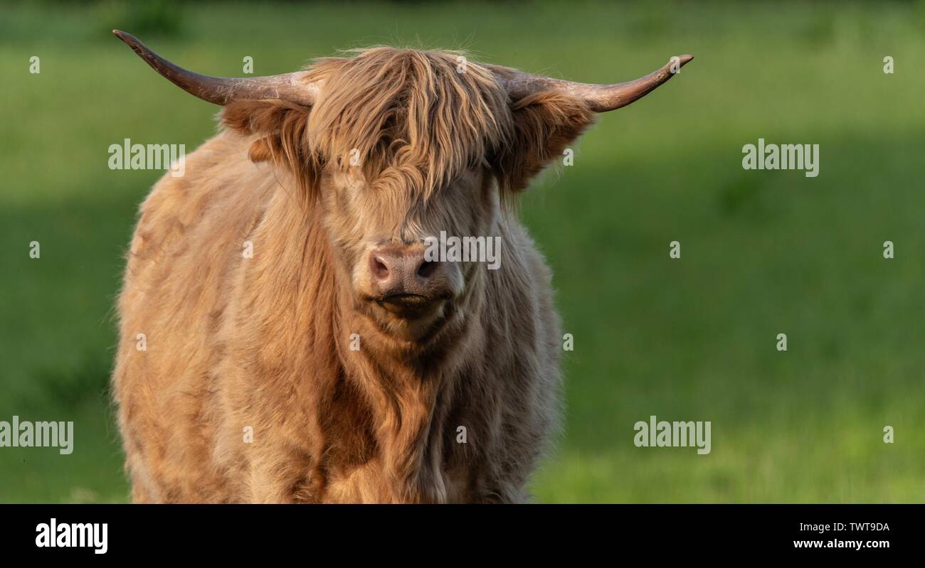 Eine Nahaufnahme Foto eines Highland Kuh Stockfoto