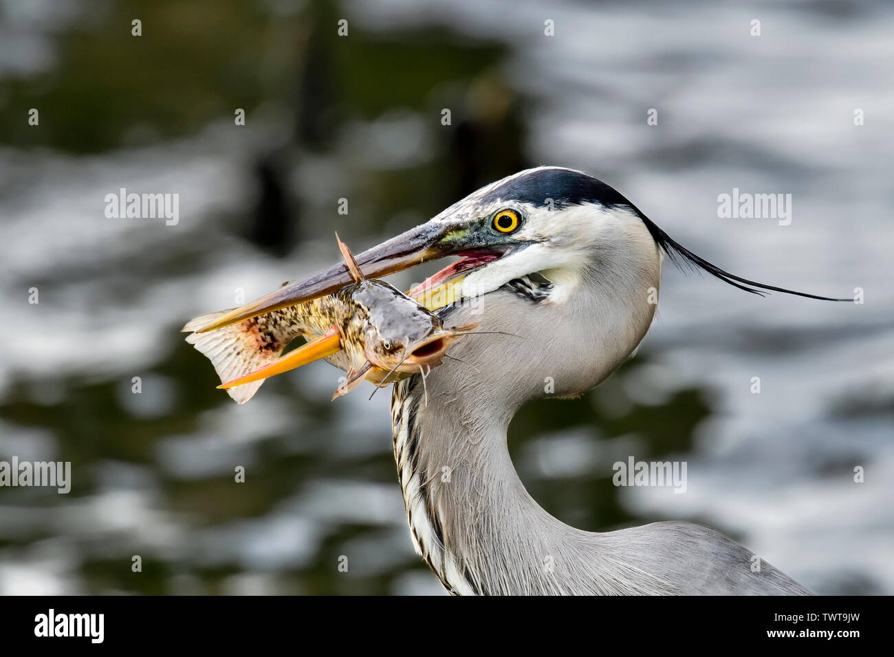 Das Frühstück ist für die Great Blue Heron serviert. Stockfoto