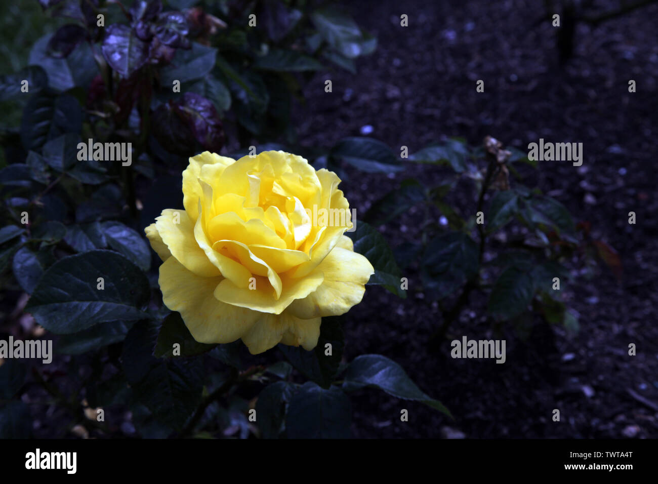 Rosa "Goldene Hochzeit" Hybrid Tea'Arokris', einzelne gelbe rose Kopf in der Blüte im Sommer tagsüber closeup Stockfoto