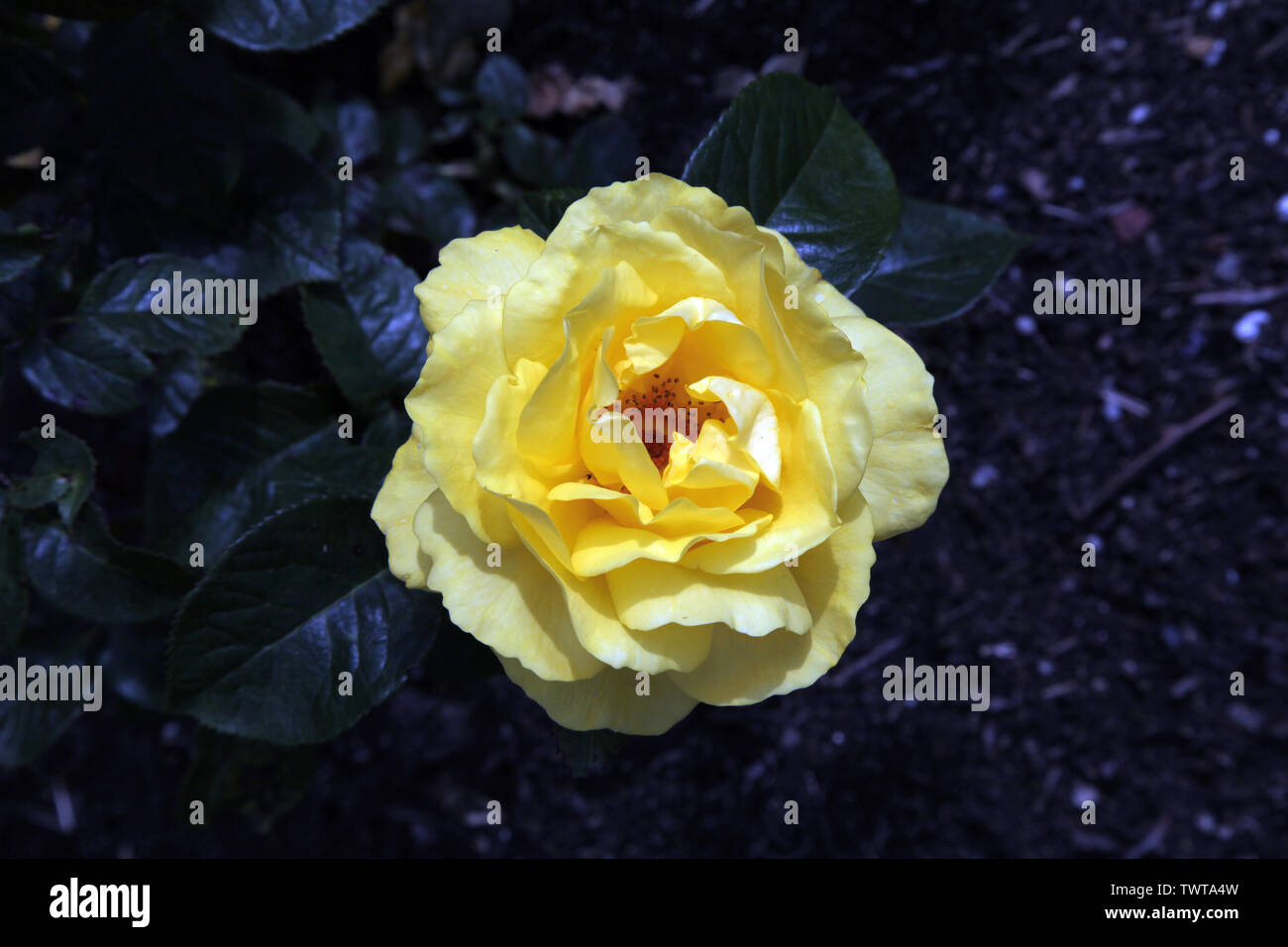 Rosa "Goldene Hochzeit" Hybrid Tea'Arokris', einzelne gelbe rose Kopf in der Blüte im Sommer tagsüber closeup Stockfoto