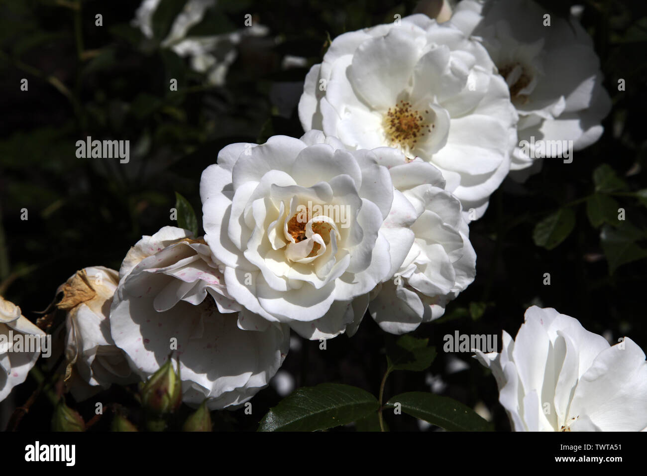 Rosa Eisberg' Korbin' (F) floribunda rose Köpfe in der Blüte im Sommer tagsüber Stockfoto
