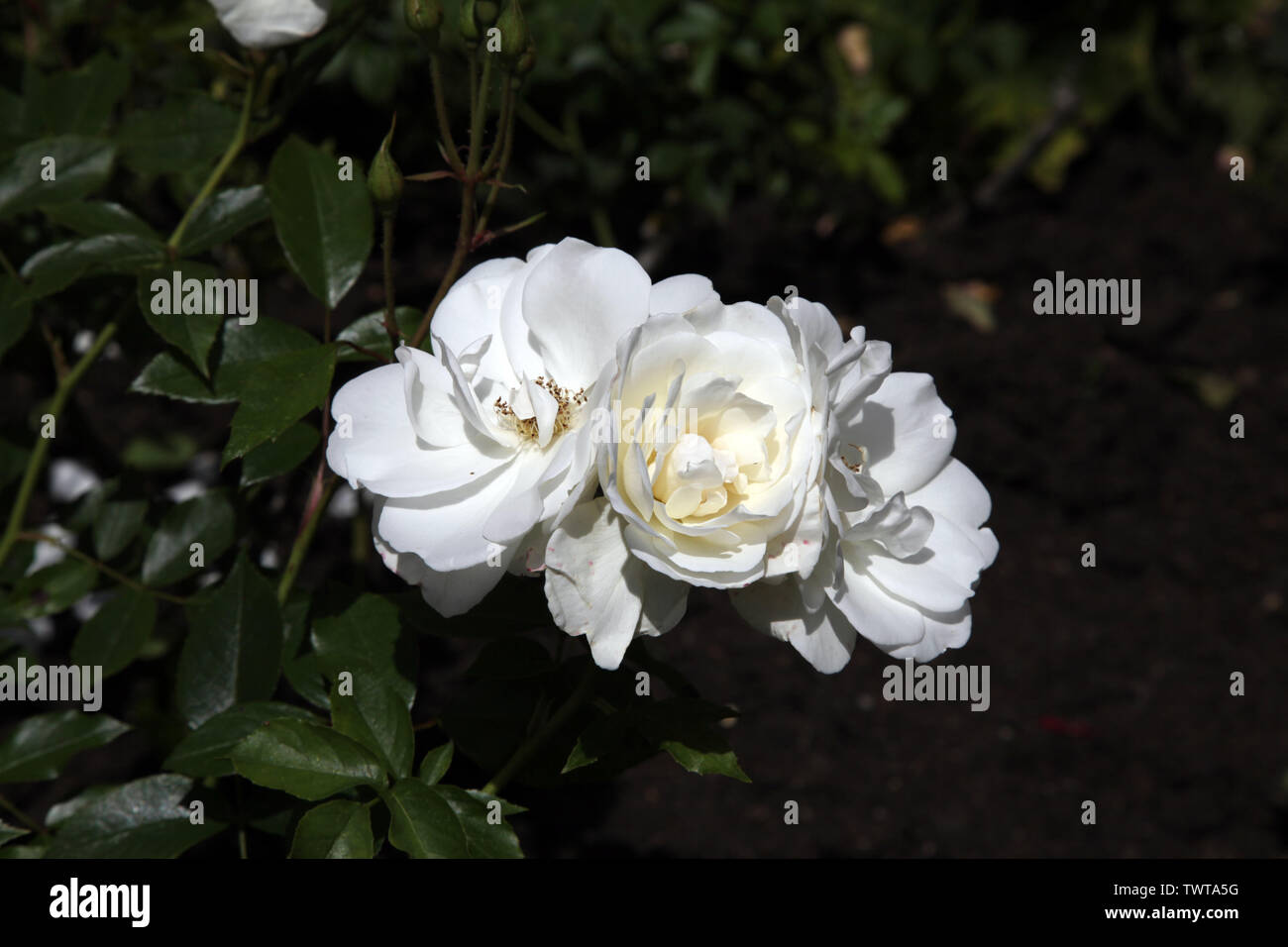 Rosa Eisberg' Korbin' (F) floribunda rose Köpfe in der Blüte im Sommer tagsüber Stockfoto