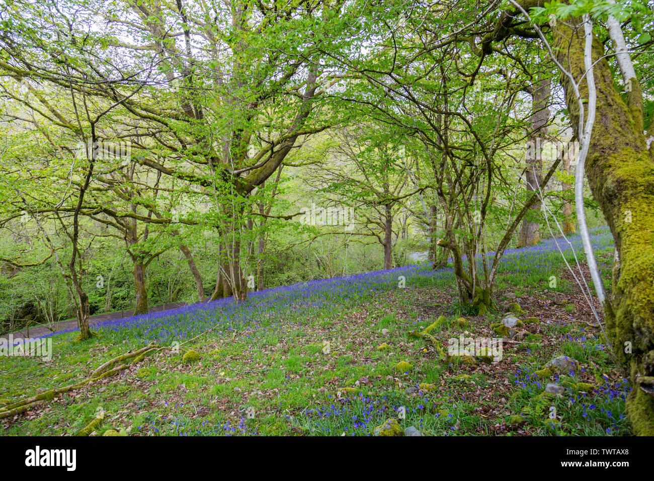 Wilden Glockenblumen wachsen unter einer Überdachung der alten Wälder auf der vier Wasserfälle in den Brecon Beacons National Park, Powys, Wales, UK Spaziergang Stockfoto