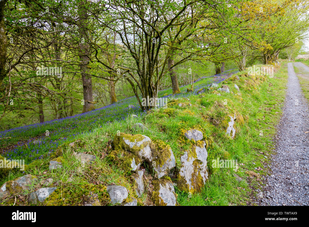 Wilden Glockenblumen und Moos bedeckt Wände einer Überdachung der alten Wälder auf der vier Wasserfälle in den Brecon Beacons National Park, Powys, Wales, UK Spaziergang Stockfoto