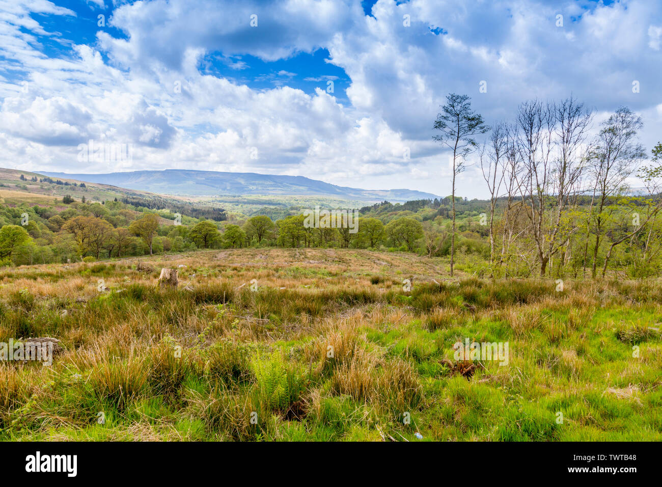 Riesige Flächen von Geschlagenem woodland geben entfernten Blick auf das Tal von Neath auf der vier Wasserfälle in den Brecon Beacons National Park, Powys, Wales, Großbritannien Stockfoto