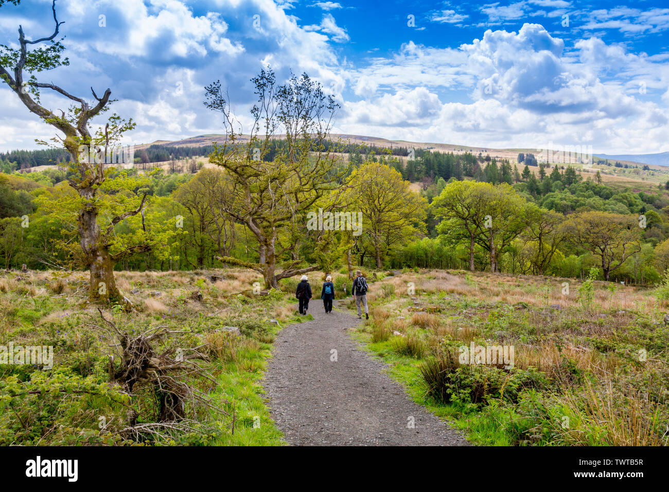 Wanderer auf dem vier Wasserfälle Spaziergang durch riesige Flächen von Geschlagenem Waldland in die Brecon Beacons National Park, Powys, Wales, Großbritannien Stockfoto