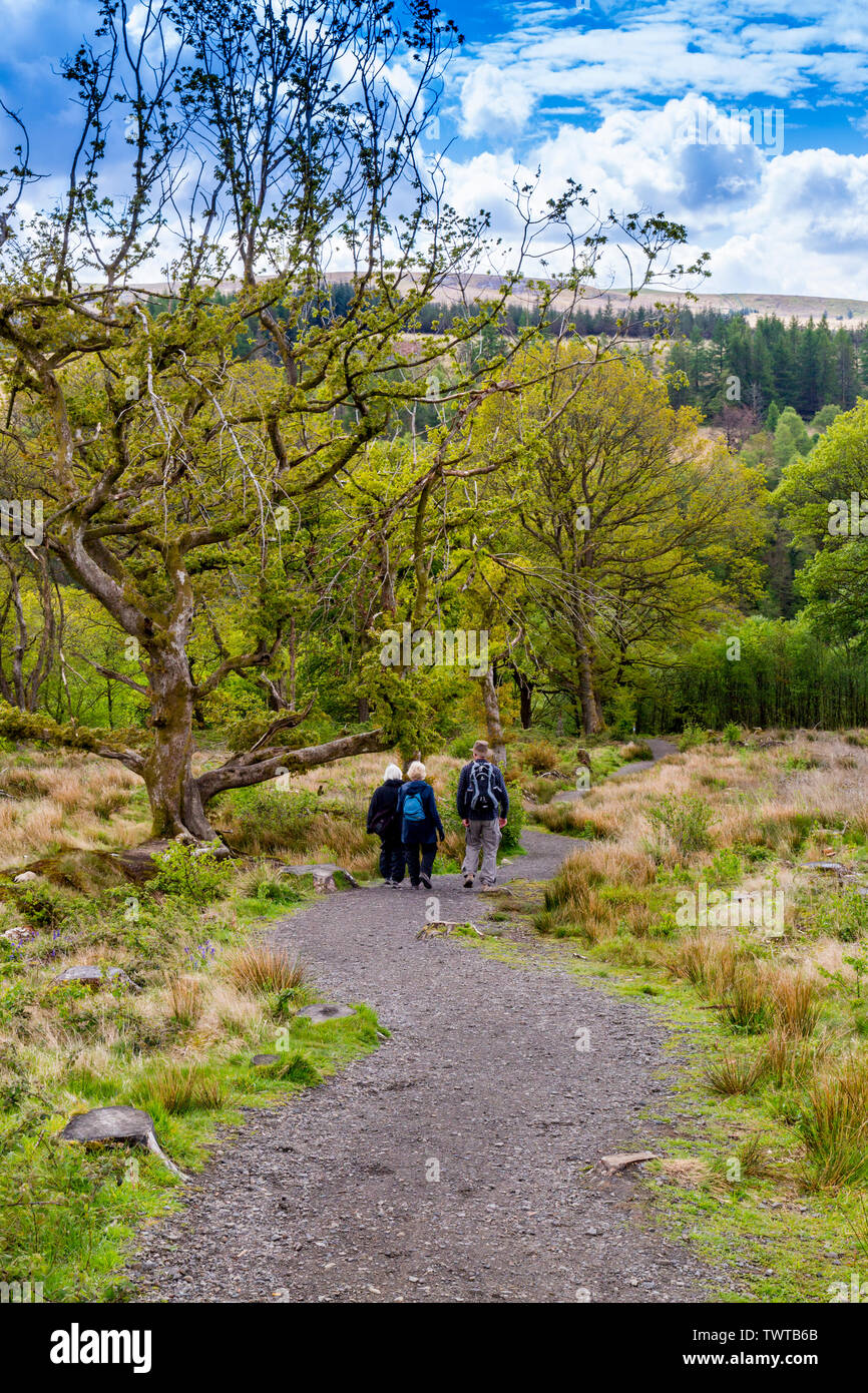 Wanderer auf dem vier Wasserfälle Spaziergang durch riesige Flächen von Geschlagenem Waldland in die Brecon Beacons National Park, Powys, Wales, Großbritannien Stockfoto