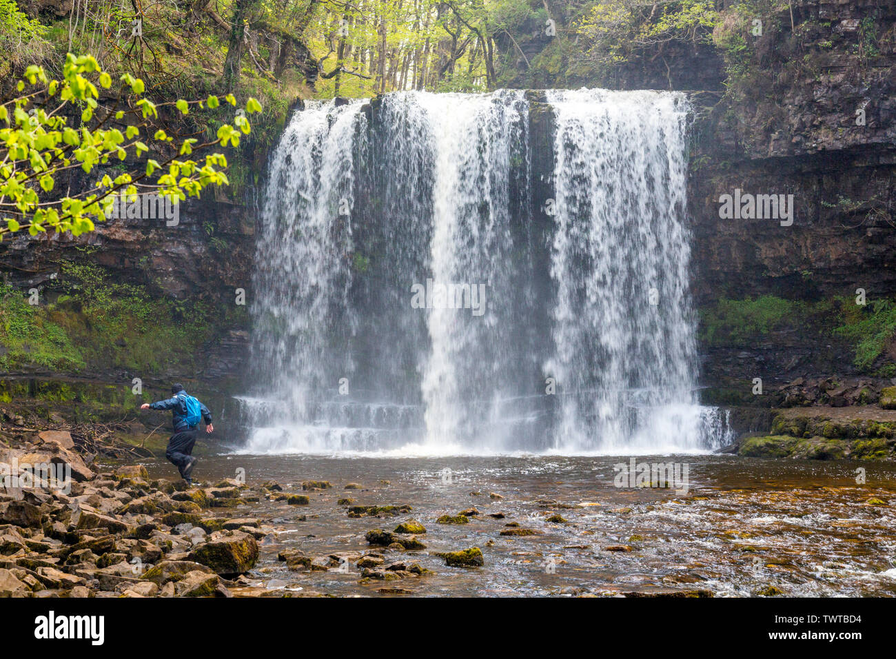 Die Afon Hepste Kaskaden über Sgwd yr Eira Wasserfall an der vier Wasserfälle in den Brecon Beacons National Park, Powys, Wales, Großbritannien Stockfoto