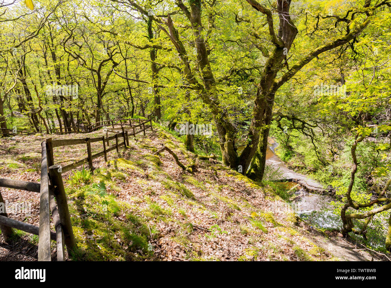 Alten Wäldern und steilen Schluchten auf der vier Wasserfälle in den Brecon Beacons National Park, Powys, Wales, Großbritannien Stockfoto