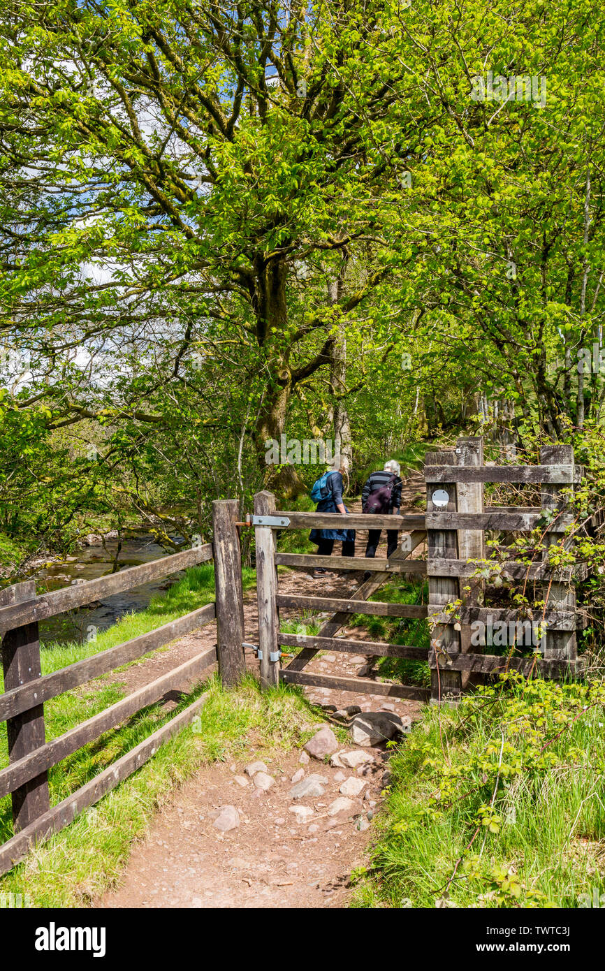 Woodland Weg neben der Afon Mellte auf der vier Wasserfälle in den Brecon Beacons National Park, Powys, Wales, Großbritannien Stockfoto