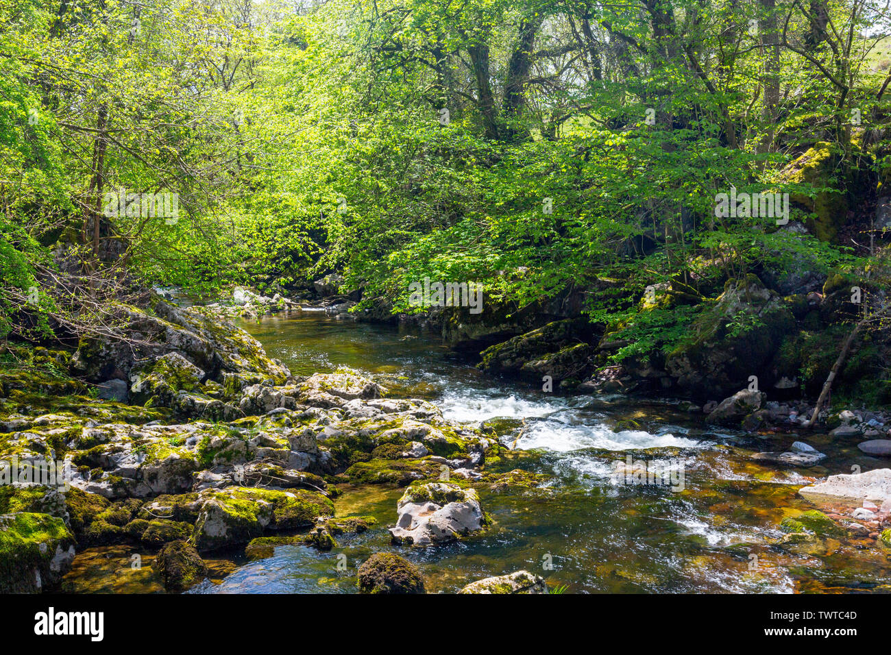 Die Afon Mellte fließt durch uralte Wälder und steilen Schluchten auf der vier Wasserfälle in den Brecon Beacons National Park, Powys, Wales, Großbritannien Stockfoto