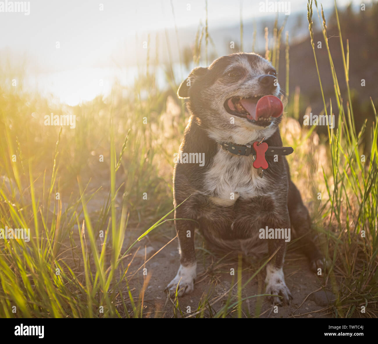 Eine alte Chubby Chihuahua Hund bei Sonnenuntergang Stockfoto