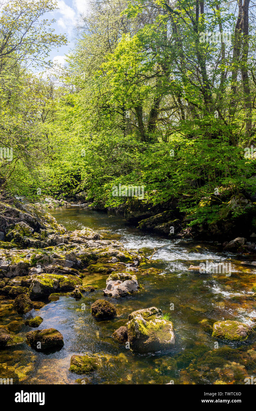 Die Afon Mellte fließt durch uralte Wälder und steilen Schluchten auf der vier Wasserfälle in den Brecon Beacons National Park, Powys, Wales, Großbritannien Stockfoto