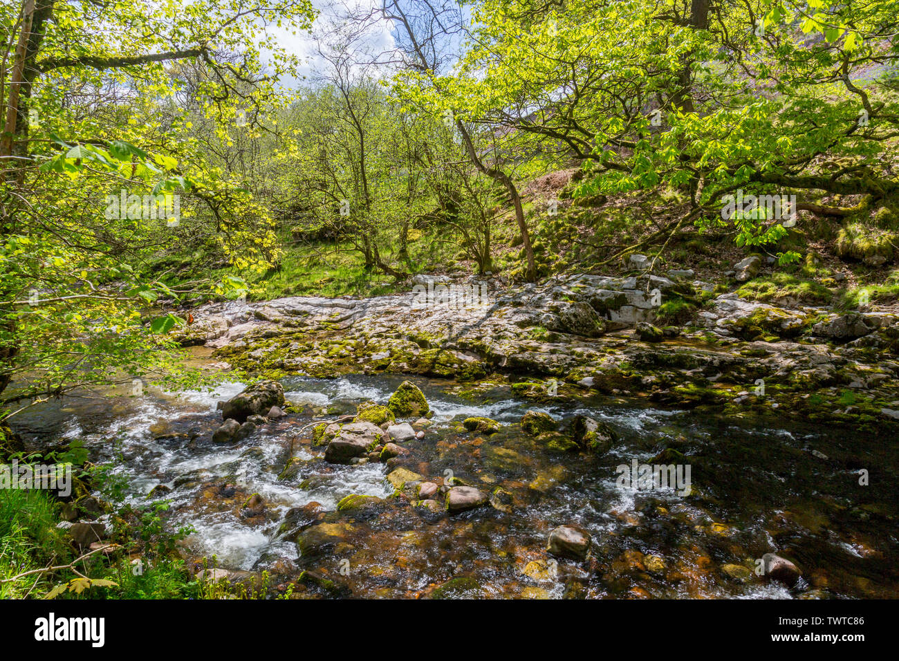 Die Afon Mellte fließt durch uralte Wälder und steilen Schluchten auf der vier Wasserfälle in den Brecon Beacons National Park, Powys, Wales, Großbritannien Stockfoto