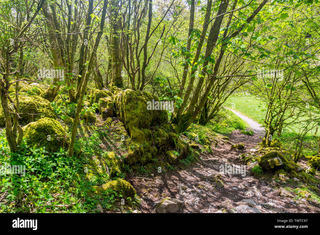 Moos bedeckt Felsen neben dem Afon Mellte auf die vier Wasserfälle in den Brecon Beacons National Park, Powys, Wales, UK Spaziergang Stockfoto