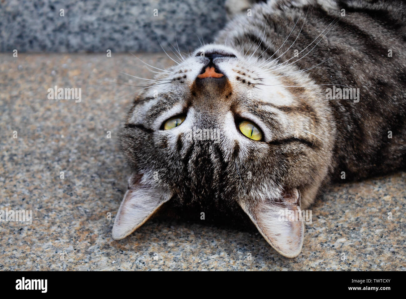 Eine Katze mit gelben Augen blick Interessanterweise Stockfoto