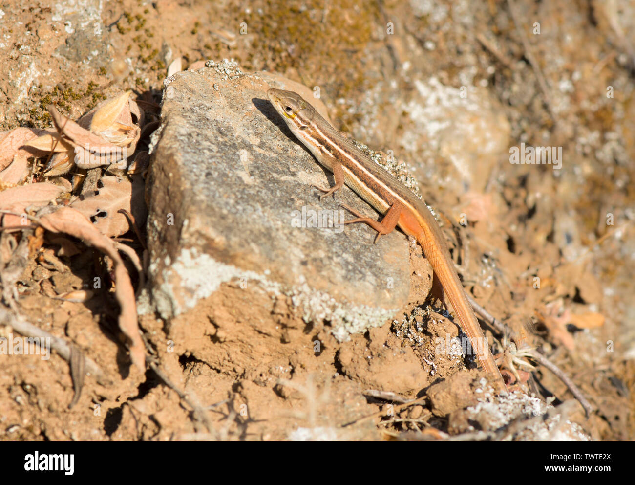 Große Psammodromus algirus, (Psammodromus), Eidechse sonnt, Andalusien, Spanien. Stockfoto