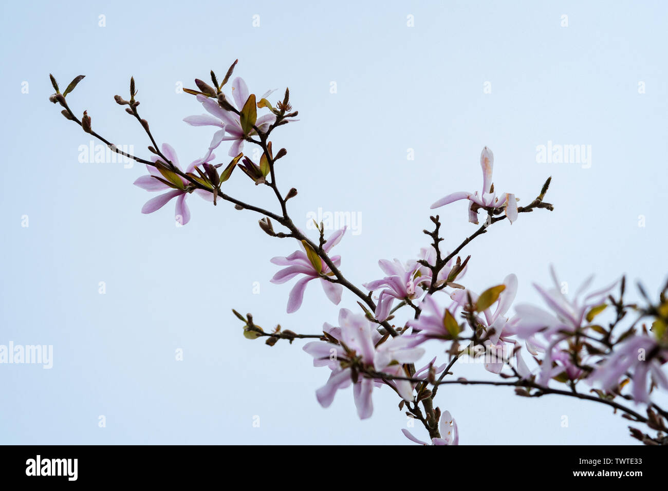 (Magnolia stellata rosea) Blumen in voller Blüte an Zweig gegen eine Konturlose grau-blauen Himmel; Querformat. Stockfoto