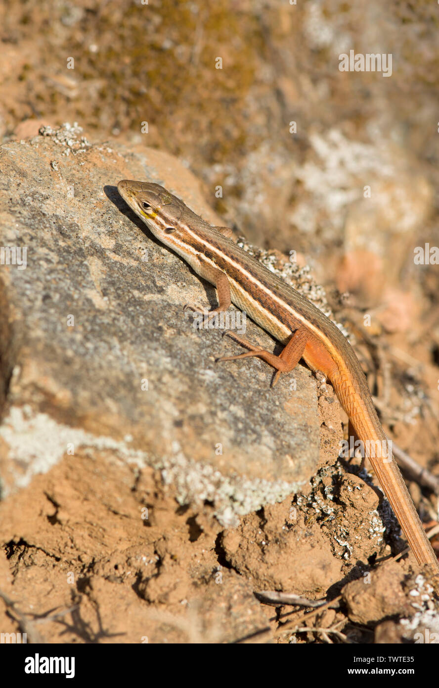 Große Psammodromus algirus, (Psammodromus), Eidechse sonnt, Andalusien, Spanien. Stockfoto