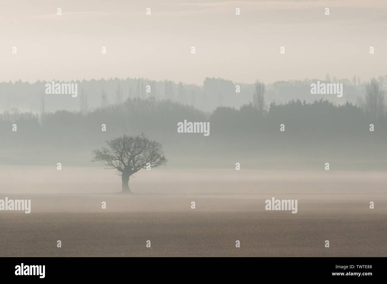 Blattlosen Baum, in der Mitte eines leeren, kahlen Feld isoliert, auf einem nebligen Winter Morgen; Querformat. Stockfoto