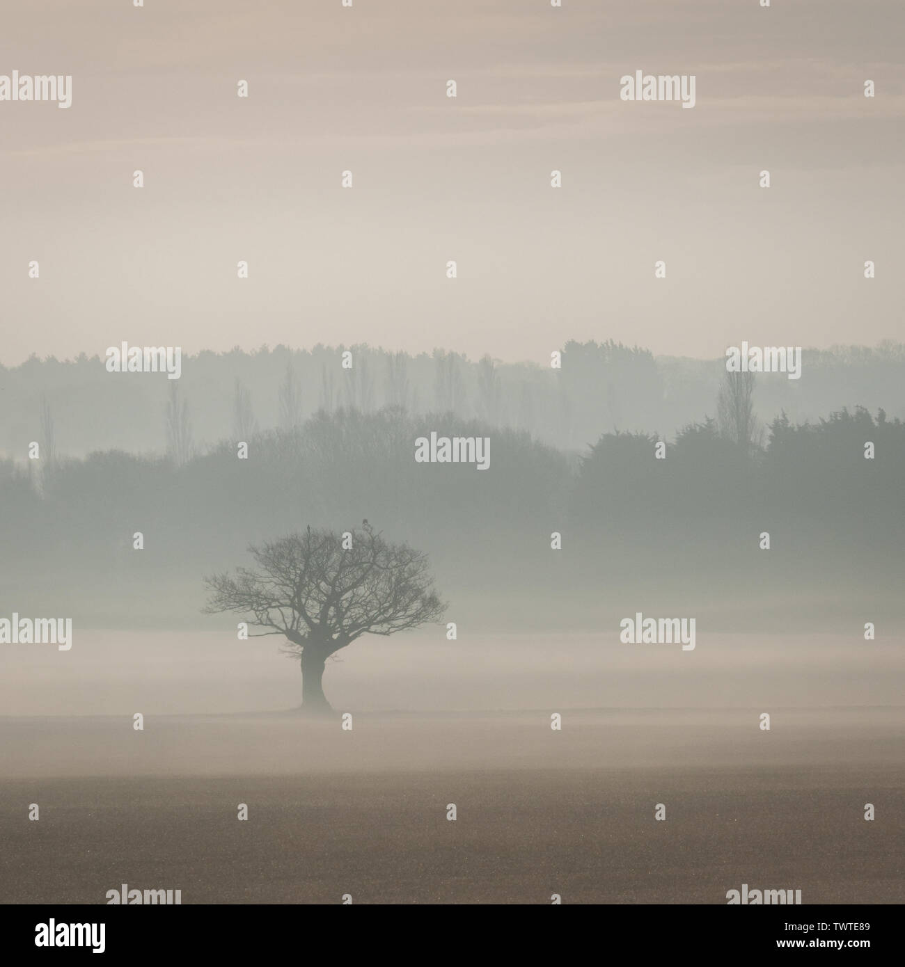Blattlosen Baum, in der Mitte eines leeren, kahlen Feld isoliert, auf einem nebligen Winter Morgen; quadratischen Format. Stockfoto