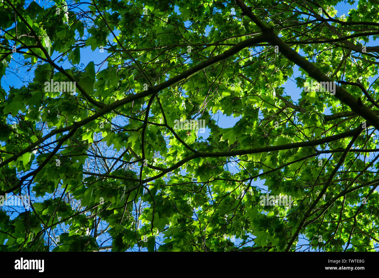 Eiche, schwere mit grünen Blättern, gegen den Hintergrund der blauen Himmel; Querformat. Stockfoto