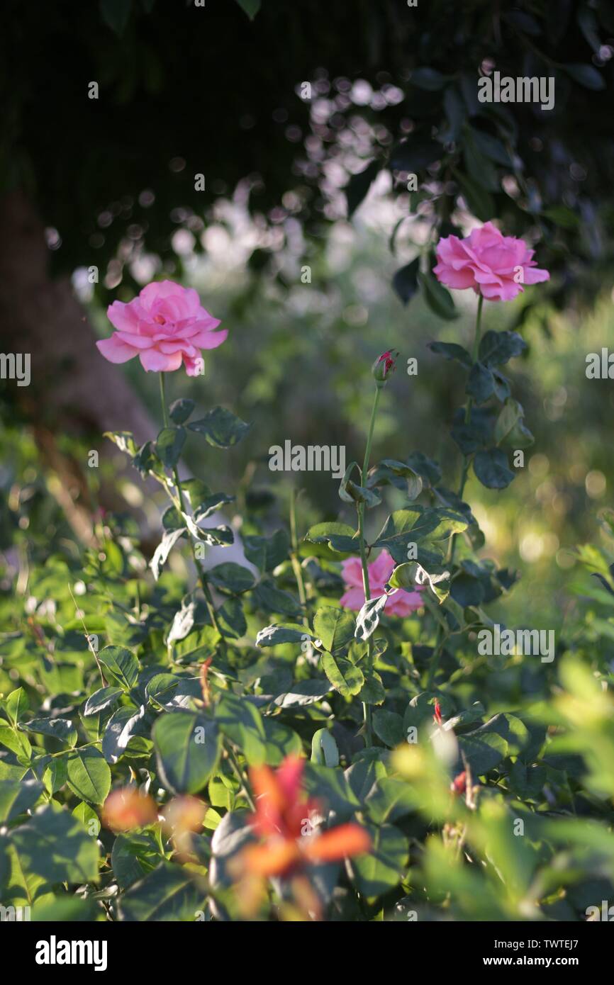 Rosa Blumen Stockfoto