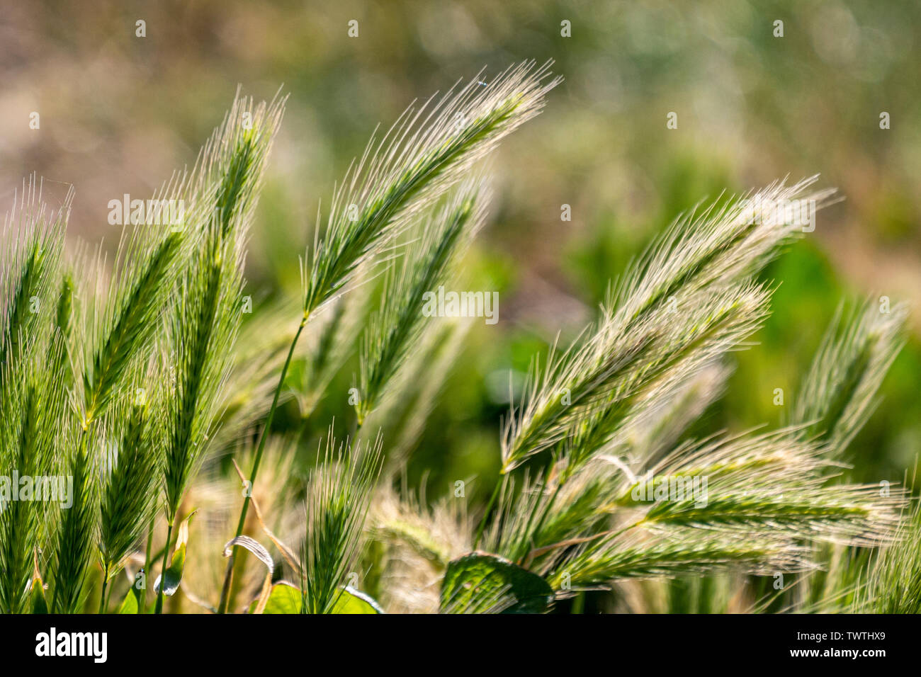 Wand Gerste (Hordeum murinum). Stockfoto