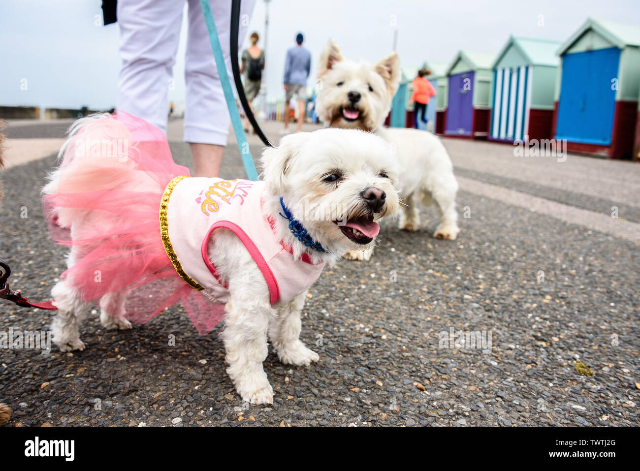 Brighton, UK. 23. Juni 2019. Sonntag 23 Juni 2019 Hündchen auf dem Prom liebe Hund gehen zugunsten der Martlets Hospiz, Brighton, East Sussex, UK Photo Credit: Julia Claxton/Alamy leben Nachrichten Stockfoto